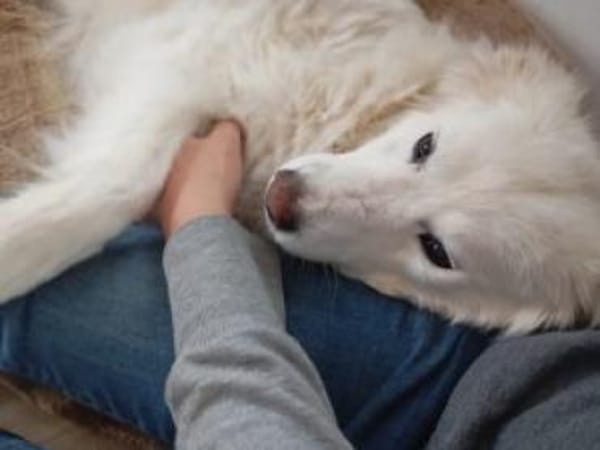 Flocke  55 cm (Pflegestelle)