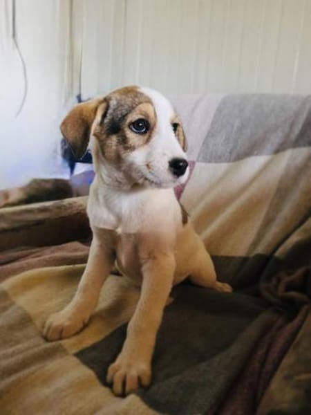 Lilly ein Beaglemix Mädchen