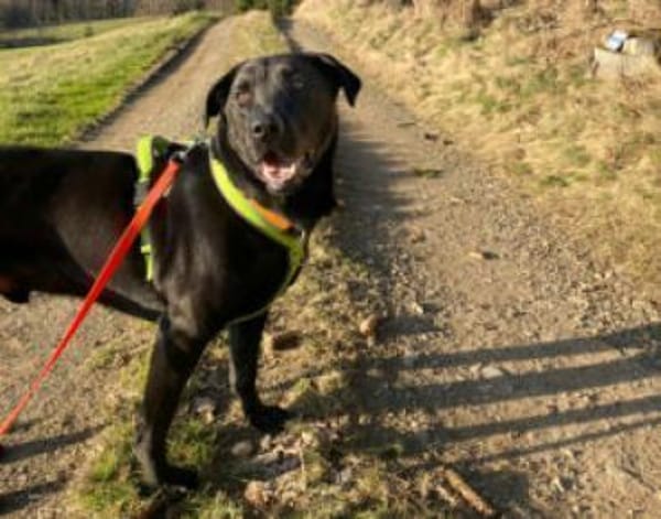 NICKI - bildhübsch&lauffreudig