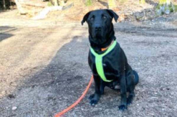 NICKI - bildhübsch&lauffreudig