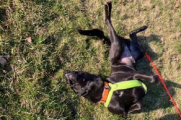 NICKI - bildhübsch&lauffreudig