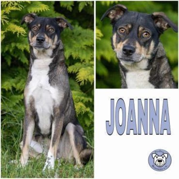 JOANNA -sucht hundeerfahrene Menschen-