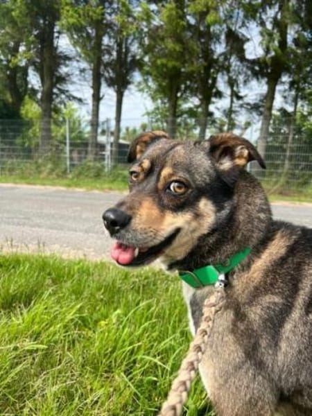 JOANNA -sucht hundeerfahrene Menschen-