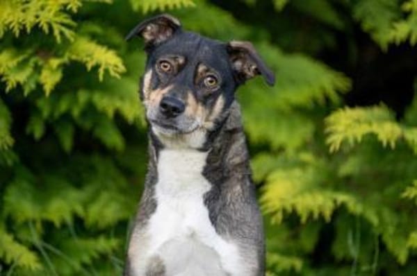 JOANNA -sucht hundeerfahrene Menschen-