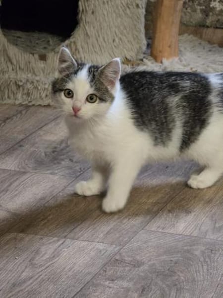 ***FRODO, GIMLI und BILBO!***