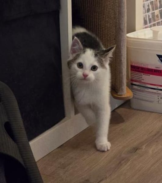 ***FRODO, GIMLI und BILBO!***