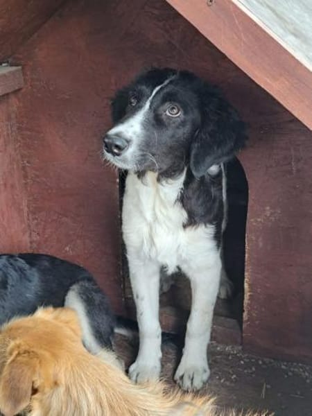 MICA - (sanft, treu, herzensgut)