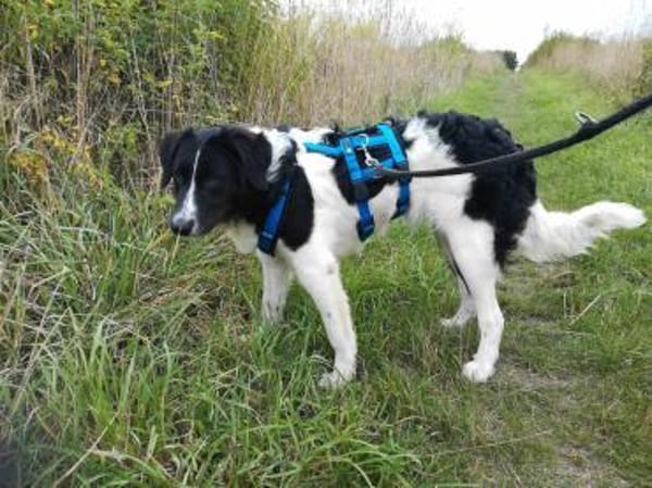 MICA - (sanft, treu, herzensgut)