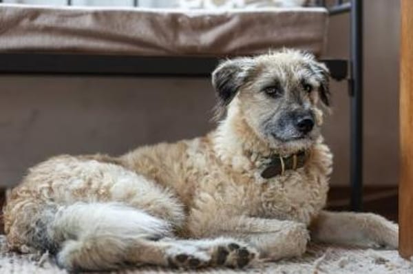 HERRMANN * fröhlich & neugierig