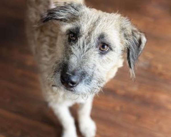 HERRMANN * fröhlich & neugierig