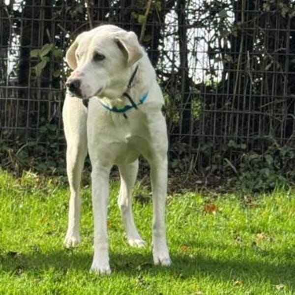 Aramis - ein liebevoller Weggefährte