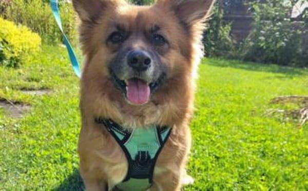 Benson sucht ein ruhiges Zuhause