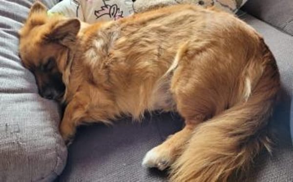 Benson sucht ein ruhiges Zuhause