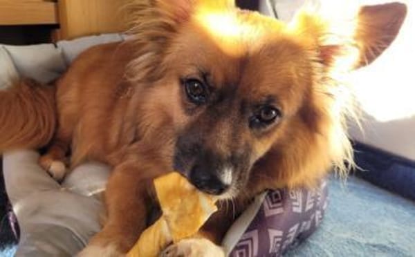 Benson sucht ein ruhiges Zuhause