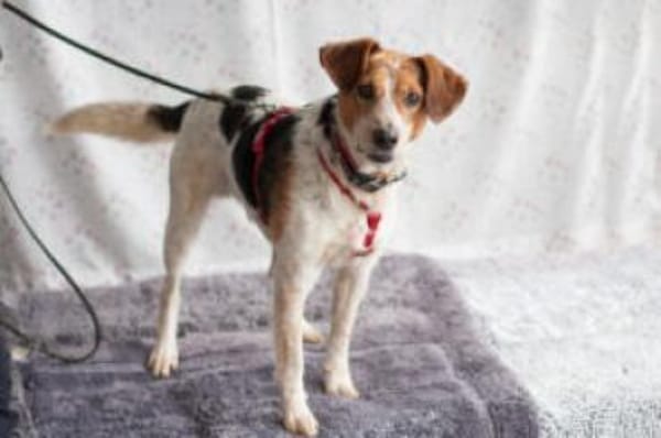 MONDO - pfiffiges&schlaues Kerlchen