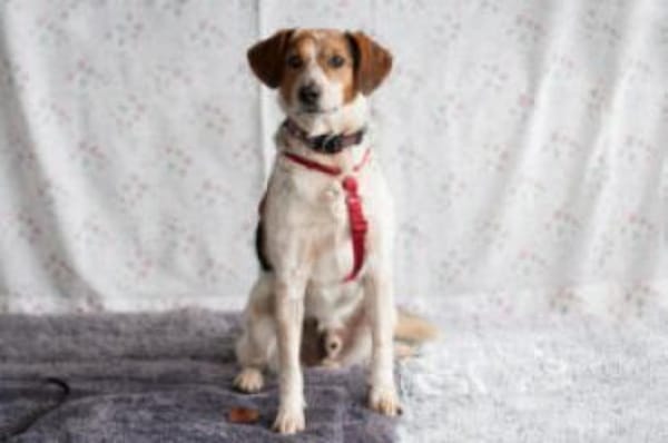 MONDO - pfiffiges&schlaues Kerlchen