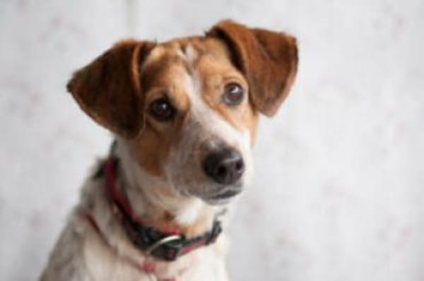 MONDO - pfiffiges&schlaues Kerlchen