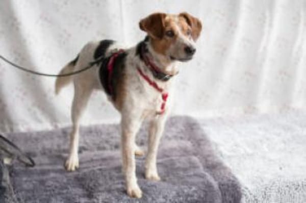 MONDO - pfiffiges&schlaues Kerlchen