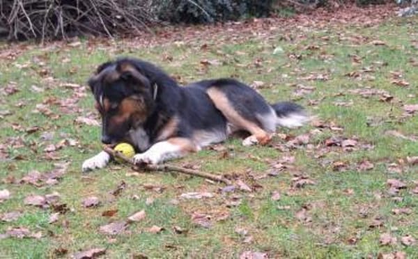 Goofy möchte endlich ankommen