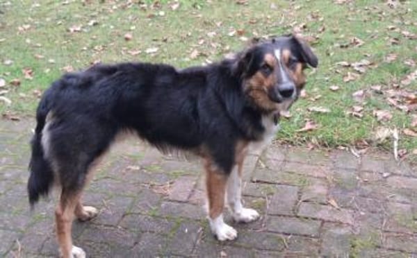 Goofy möchte endlich ankommen