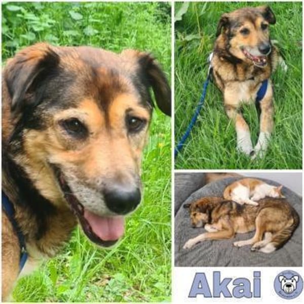 AKAI -verschmuster &verträglicher Senior