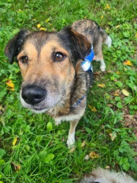 AKAI -verschmuster &verträglicher Senior