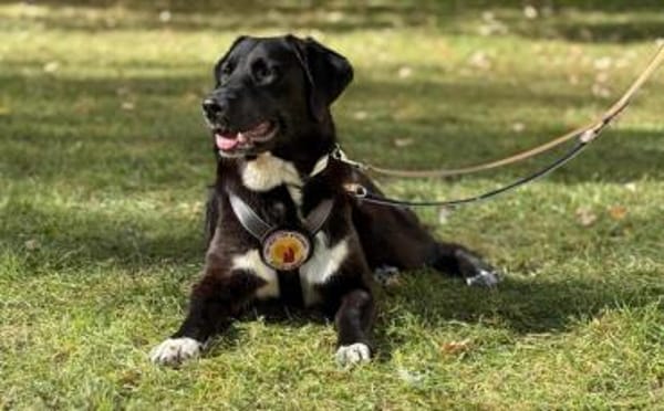 Sanfte Seele Alma sucht sichere Heimat