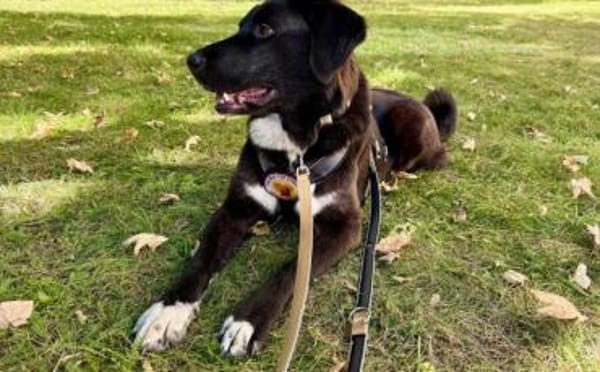 Sanfte Seele Alma sucht sichere Heimat