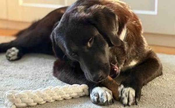 Sanfte Seele Alma sucht sichere Heimat