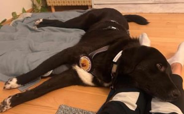 Sanfte Seele Alma sucht sichere Heimat