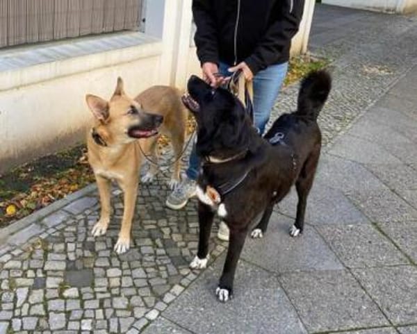 Sanfte Seele Alma sucht sichere Heimat