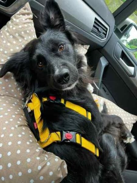 CASSIAN * Schmusekatze im Hundekostüm