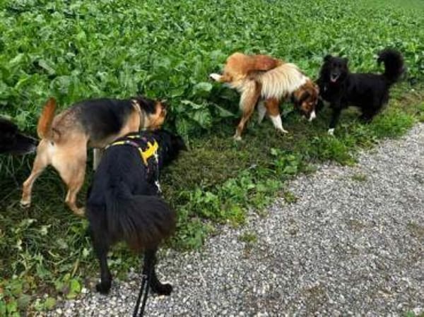 CASSIAN * Schmusekatze im Hundekostüm