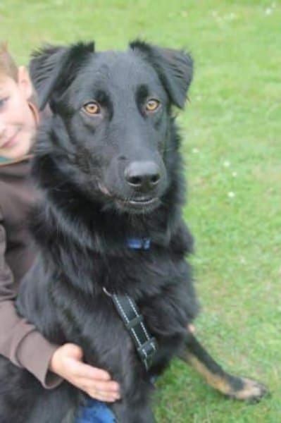 STANISLAUS -perfekter Begleiter-