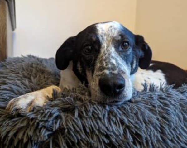 Joshua sucht ein Zuhause