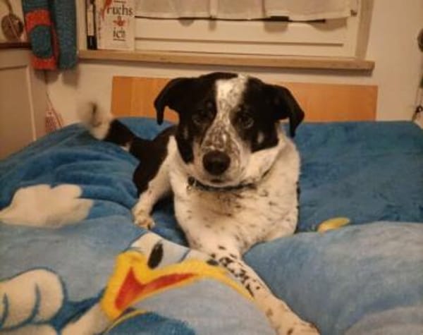 Joshua sucht ein Zuhause