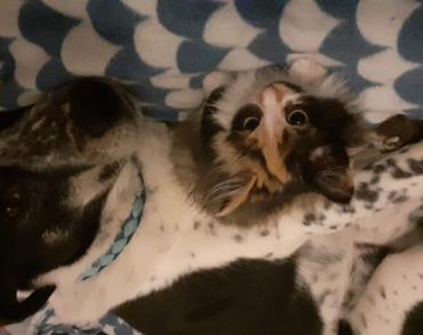 Joshua sucht ein Zuhause