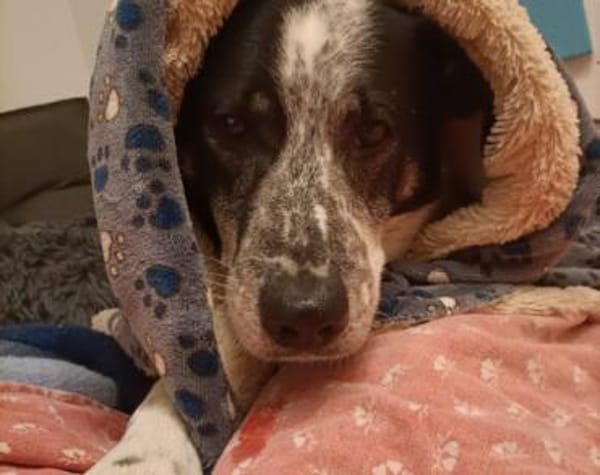 Joshua sucht ein Zuhause