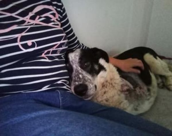 Joshua sucht ein Zuhause