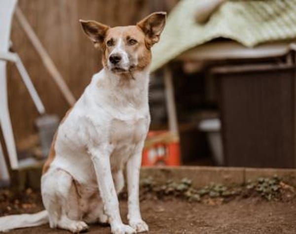 Darf Draga bei dir einziehen?