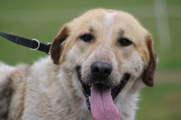 Courbet - sehr zutraulich u. liebenswert