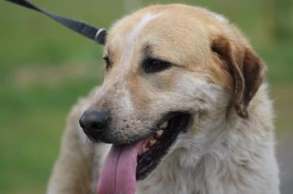 Courbet - sehr zutraulich u. liebenswert