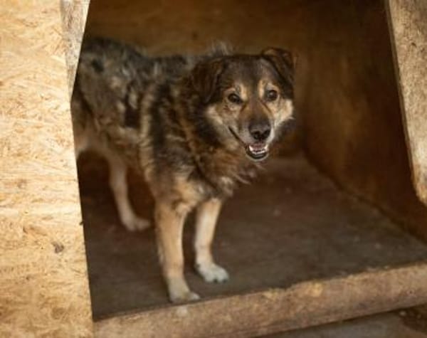 Oskar sucht ein empathisches Zuhause