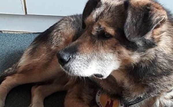 Oskar sucht ein empathisches Zuhause