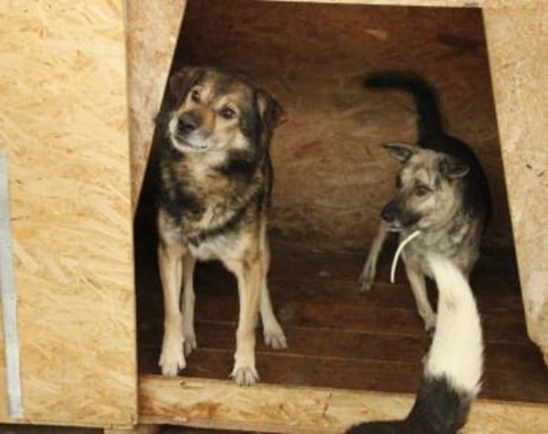 Oskar sucht ein empathisches Zuhause