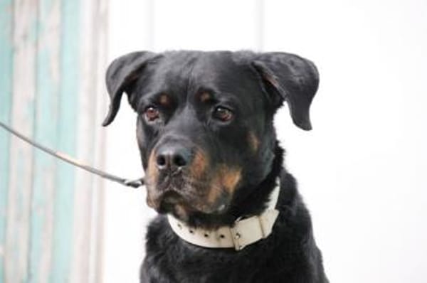 Rico, su. erfahrene Besitzer