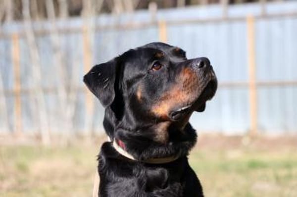 Rico, su. erfahrene Besitzer