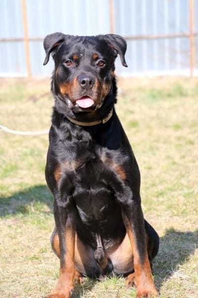 Rico, su. erfahrene Besitzer