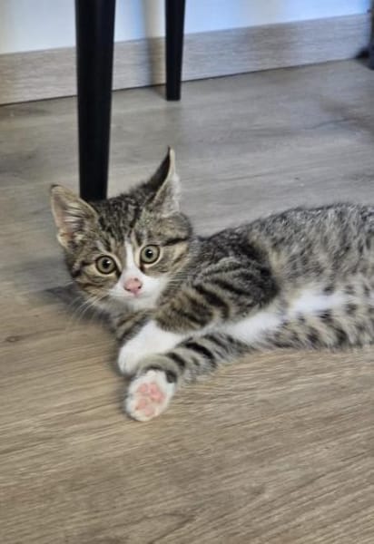 ***JAMILA - bezauberndes Katzenmädchen!*