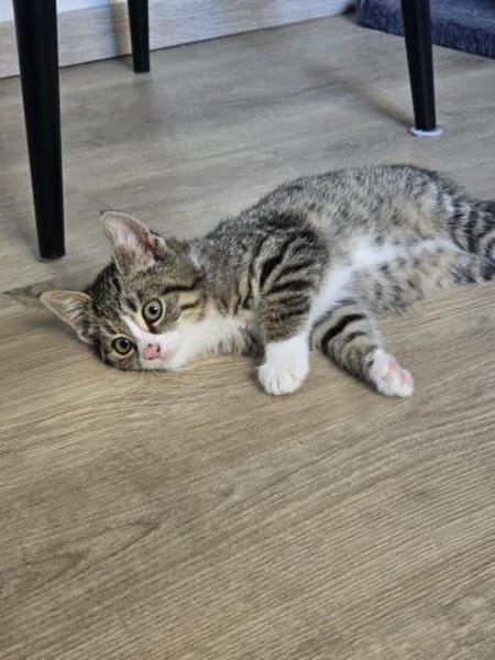 ***JAMILA - bezauberndes Katzenmädchen!*